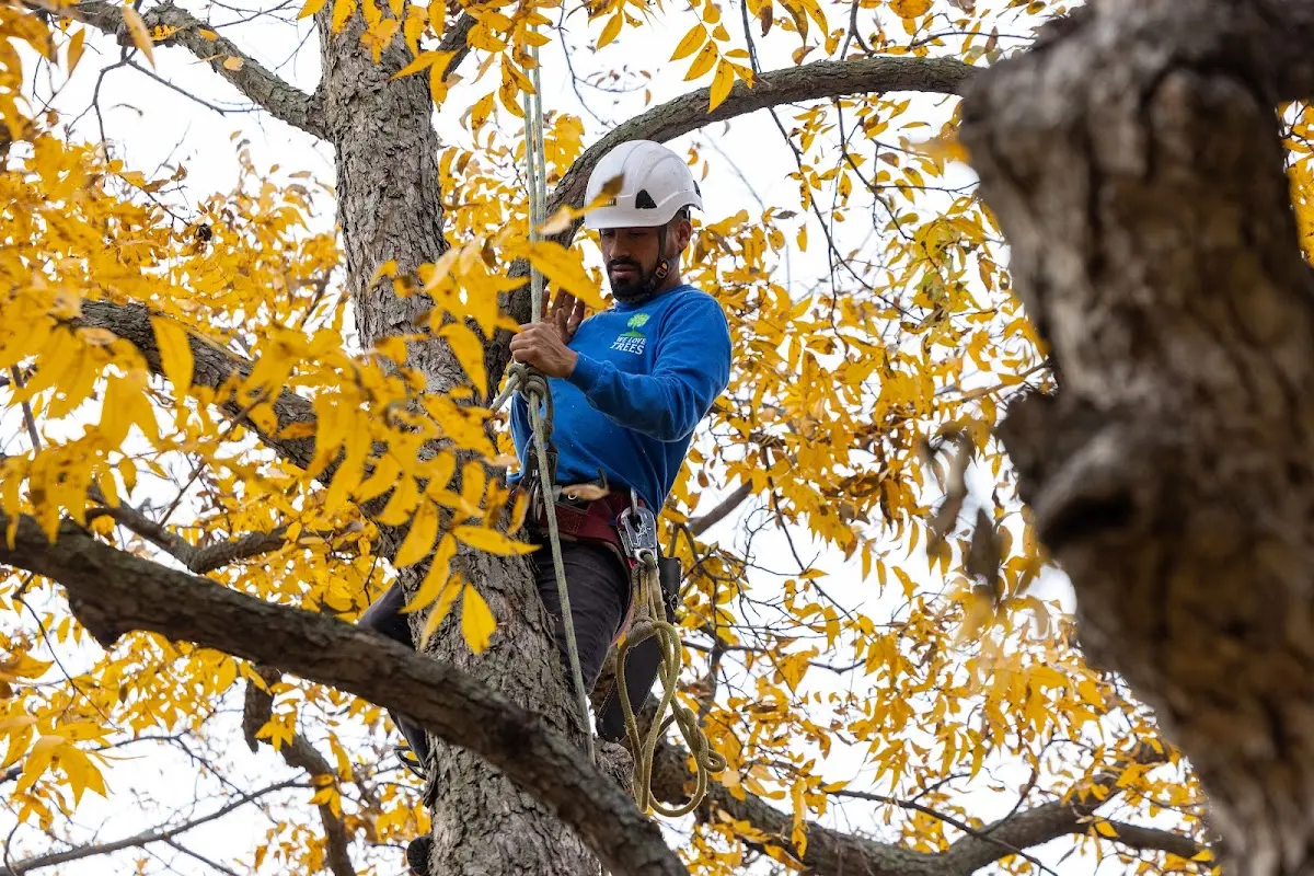 Skilled Storm Damage Cleanup crew working in Rockford