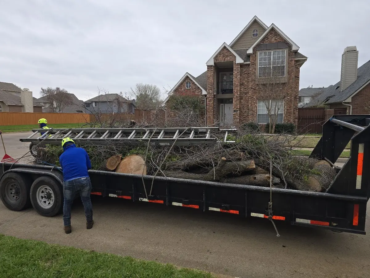 Expert Deadwooding with proper safety equipment in Rockford
